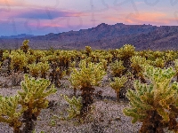 Cholla, Kalifornia, Stany Zjednoczone, Park Narodowy Joshua Tree, Góry, Kaktusy