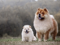Dwa, Szczeniak, Psy, Chow chow, Dorosły