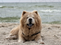 Morze, Plaża, Chow Chow