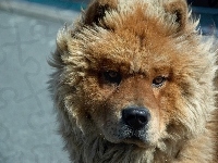 Chow chow, Piesek, Pysk