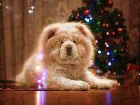 Pies, Choinka, Chow chow, Tło, Rozmyte