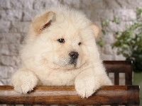 Znudzony, Chow Chow