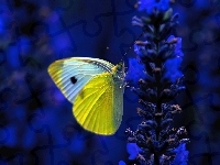 Motyl, Kwiat, Tło, Niebieski, Biało-żółty, Bielinek kapustnik, Ciemne