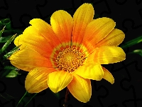 Gazania, Kwiat, Żółty, Ciemne tło, Zbliżenie