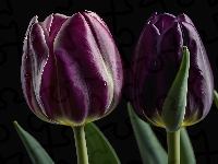 Tulipany, Ciemnofioletowe, Dwa, Grafika, Tło