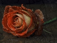 Róża, Ścięta, Deszcz