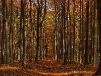 Las, Ścieżka, Jesień