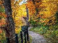 Ogrodzenie, Ścieżka, Las