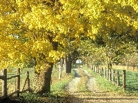 Żółte, Pola, Ścieżka, Drzewa