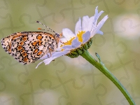 Motyl, Kwiat, Przeplatka cinksia, Roślina, Margerytka