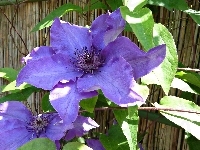 Kwiat, Clematis, Powojnik