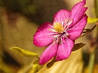 Clematis, Kwiat