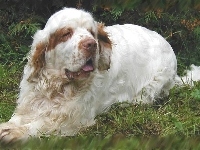 Clumber spaniel, dorosły, trawa