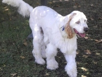 Clumber spaniel