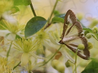Rośliny, Ćma bukszpanowa, Motyl, Kwiaty