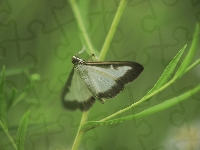 Ćma bukszpanowa, Motyl