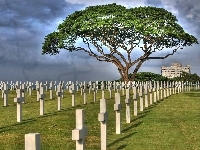Drzewo, Cmentarz, Krzyże