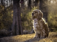 Cocker spaniel amerykański