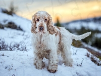 Cocker spaniel angielski