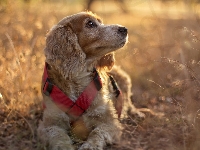 Trawy, Pies, Suche, Cocker spaniel angielski