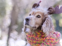 Cocker spaniel angielski, Pies, Szalik