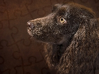 Brązowy, Długie, Pies, Cocker spaniel angielski, Uszy