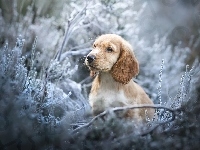 Mordka, Cocker spaniel angielski, Gałązki, Pies, Szczeniak, Rośliny