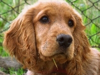 Cocker, Spaniel