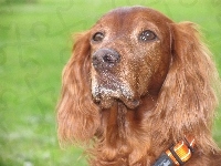 Spaniel, Cocker, Łeb