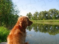 Spaniel, Cocker, Jeziorko