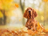 Liście, Cocker spaniel angielski, Pies