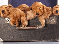 Walizka, Cocker spaniel angielski, Szczeniaki