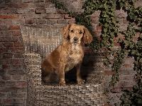 Pies, Fotel, Working cocker spaniel, Bluszcz, Ściana