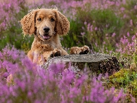 Pies, Kwiaty, Working cocker spaniel, Pień, Wrzosy