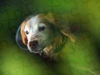 Cocker Spaniel, Zbliżenie