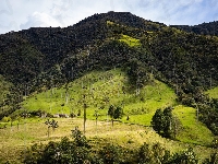 Cocora Valley, Kolumbia, Dolina, Lasy, Drzewa, Trawa, Wzgórza, Palmy