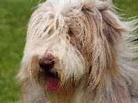 Bearded collie, Język