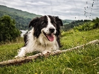 Łąka, Border Collie, Kij