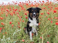 Łąka, Border collie, Maki