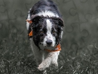 Border collie, Chustka