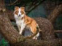 Border collie, Drzewo