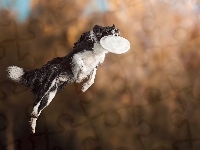 Border collie, Frisbee