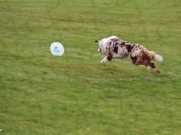 Border Collie, Frisbee