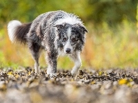 Border collie, Liście