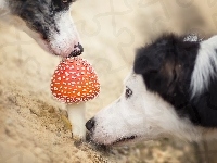 Border Collie, Muchomor