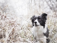 Śnieg, Border collie, Trawa