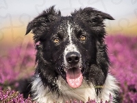 Border Collie, Pies