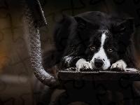 Collie, Smutny, Border, Ławka