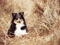 Border Collie, Trawa