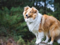 Długowłosy, Owczarek, Szkocki, Collie